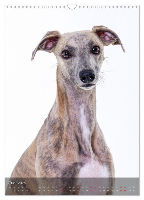 Whippets im Portrait (CALVENDO Wandkalender 2026)