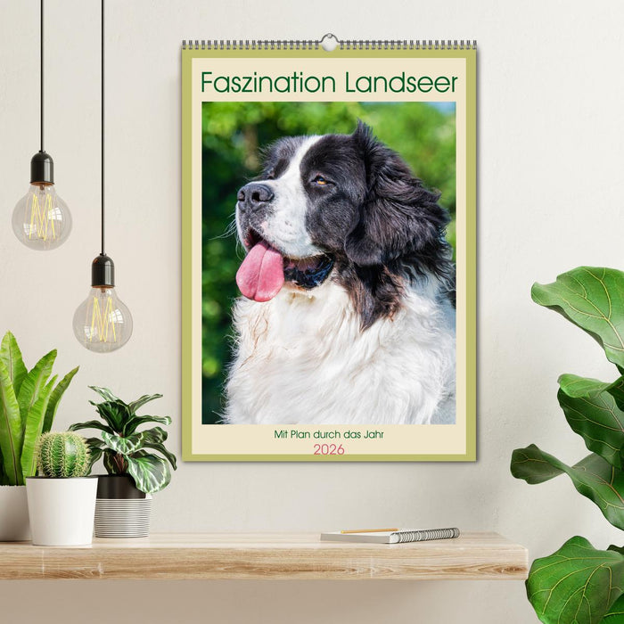 Faszination Landseer - Mit Plan durch das Jahr (CALVENDO Wandkalender 2026)