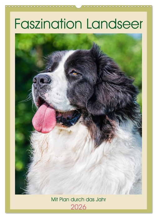 Faszination Landseer - Mit Plan durch das Jahr (CALVENDO Wandkalender 2026)