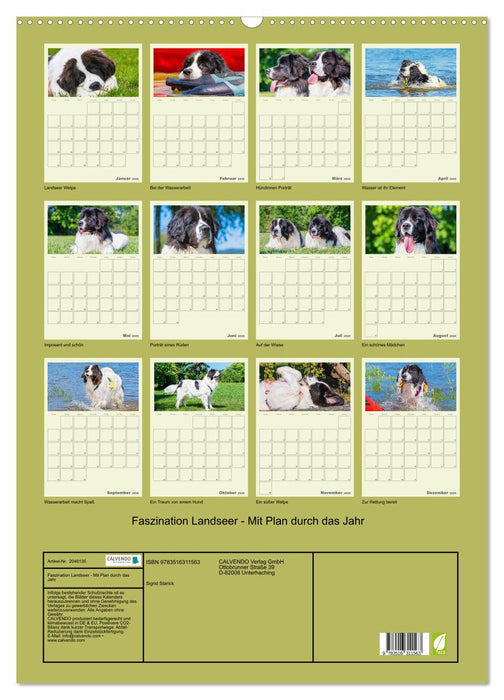 Faszination Landseer - Mit Plan durch das Jahr (CALVENDO Wandkalender 2026)