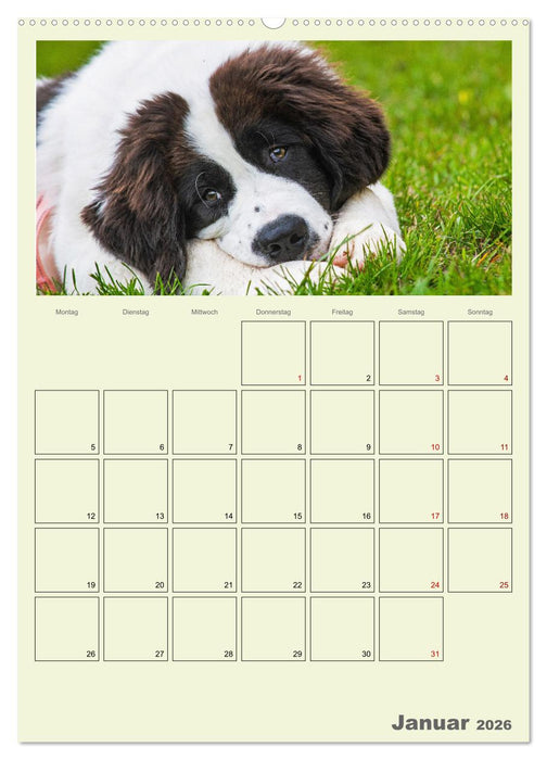 Faszination Landseer - Mit Plan durch das Jahr (CALVENDO Wandkalender 2026)