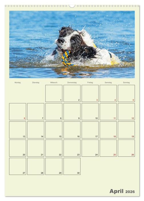 Faszination Landseer - Mit Plan durch das Jahr (CALVENDO Wandkalender 2026)