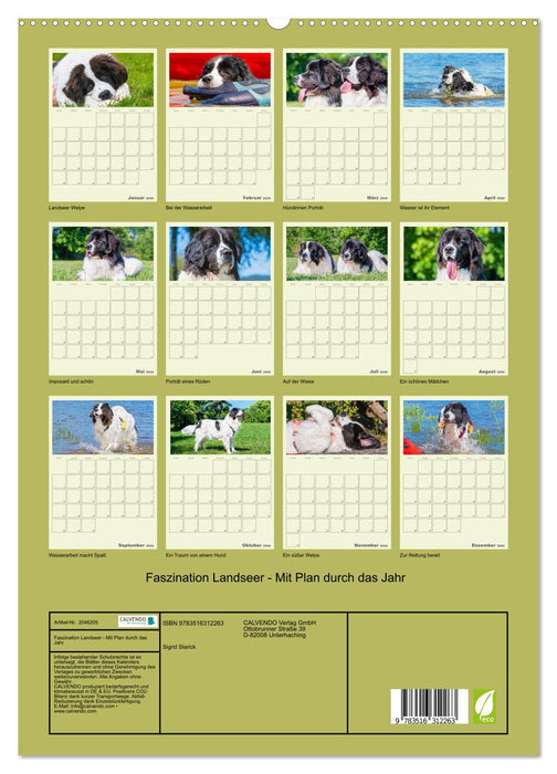 Faszination Landseer - Mit Plan durch das Jahr (CALVENDO Premium Wandkalender 2026)