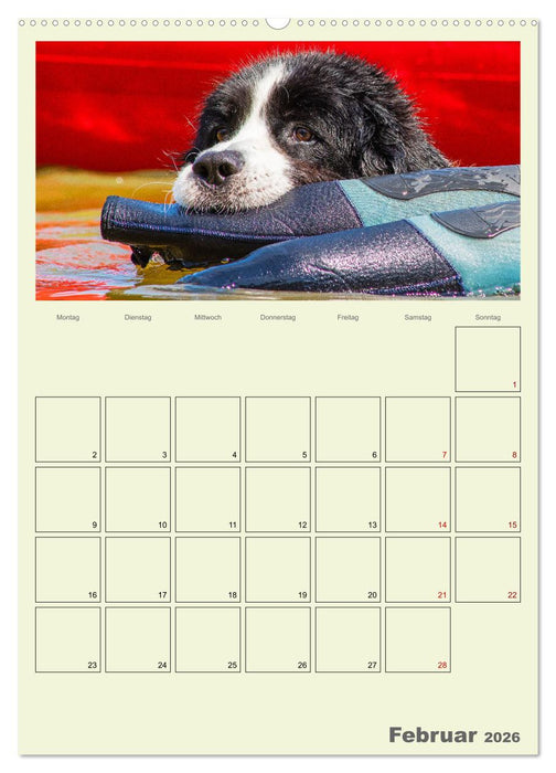 Faszination Landseer - Mit Plan durch das Jahr (CALVENDO Premium Wandkalender 2026)