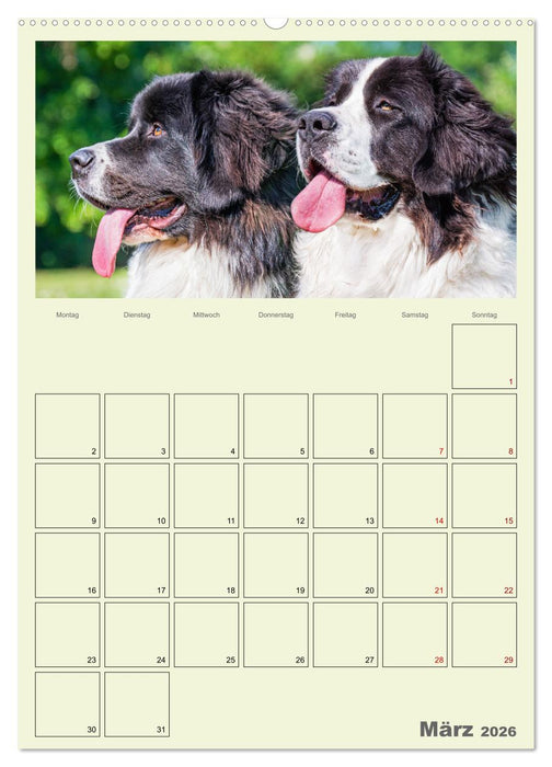 Faszination Landseer - Mit Plan durch das Jahr (CALVENDO Premium Wandkalender 2026)