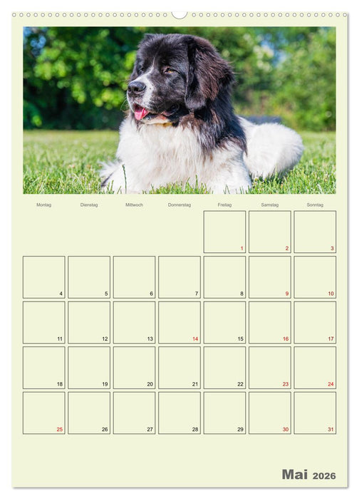 Faszination Landseer - Mit Plan durch das Jahr (CALVENDO Premium Wandkalender 2026)