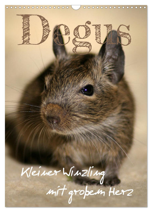Degus - Winzlinge mit großem Herz (CALVENDO Wandkalender 2026)