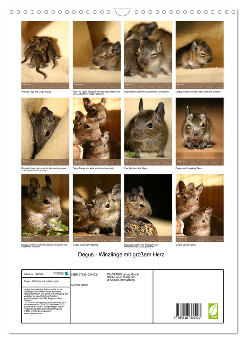 Degus - Winzlinge mit großem Herz (CALVENDO Wandkalender 2026)