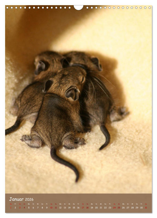 Degus - Winzlinge mit großem Herz (CALVENDO Wandkalender 2026)