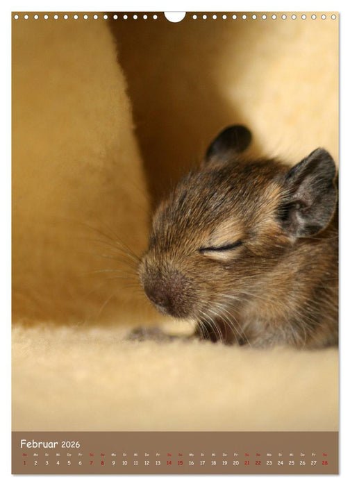 Degus - Winzlinge mit großem Herz (CALVENDO Wandkalender 2026)