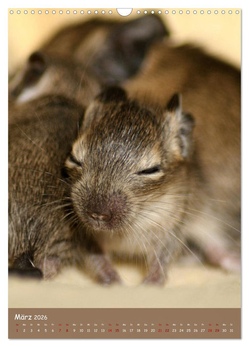 Degus - Winzlinge mit großem Herz (CALVENDO Wandkalender 2026)
