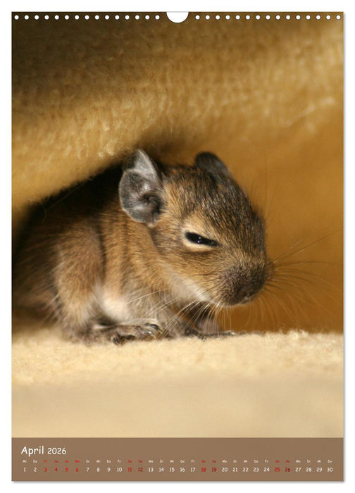 Degus - Winzlinge mit großem Herz (CALVENDO Wandkalender 2026)