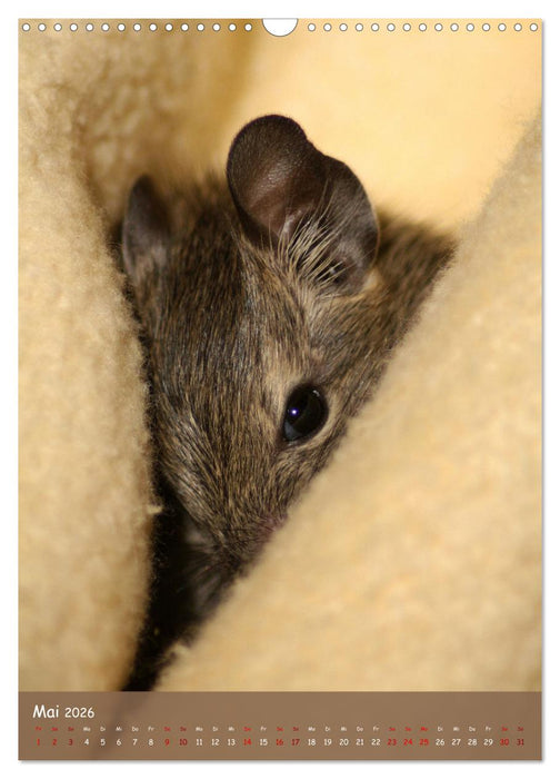 Degus - Winzlinge mit großem Herz (CALVENDO Wandkalender 2026)