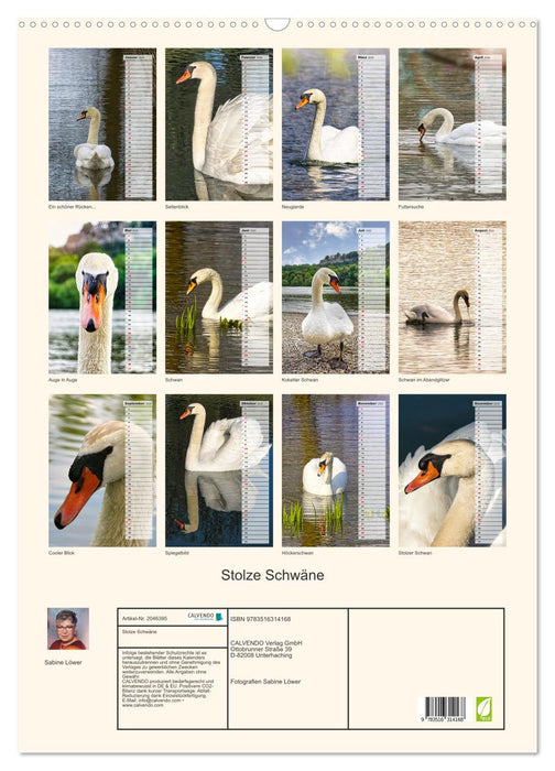 Stolze Schwäne (CALVENDO Wandkalender 2026)