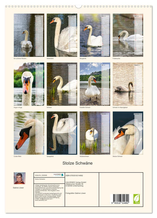 Stolze Schwäne (CALVENDO Premium Wandkalender 2026)