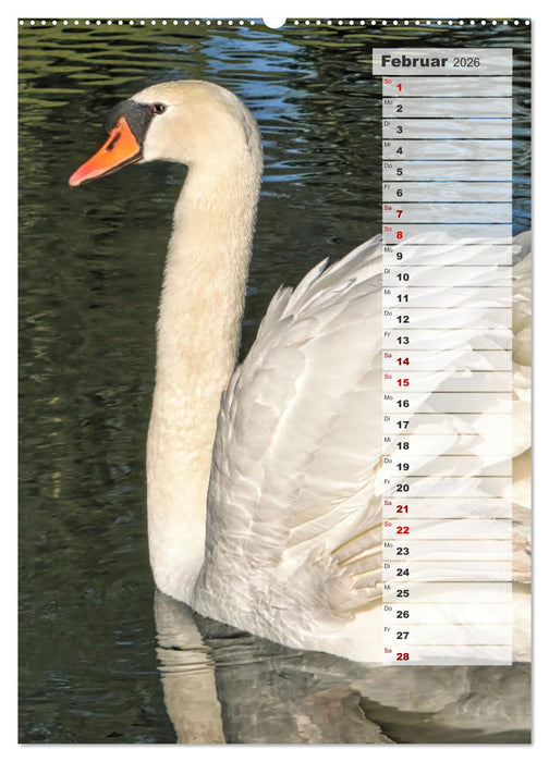 Stolze Schwäne (CALVENDO Premium Wandkalender 2026)