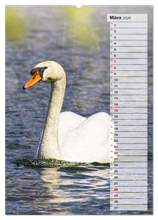 Stolze Schwäne (CALVENDO Premium Wandkalender 2026)
