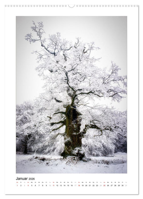 Märchenhaft mystisch (CALVENDO Wandkalender 2026)
