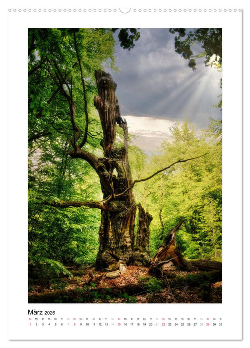 Märchenhaft mystisch (CALVENDO Wandkalender 2026)