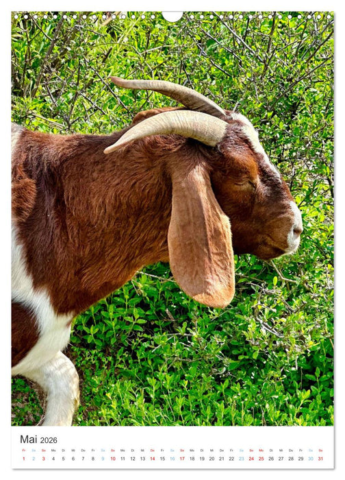 Rund um Fellbach (CALVENDO Wandkalender 2026)