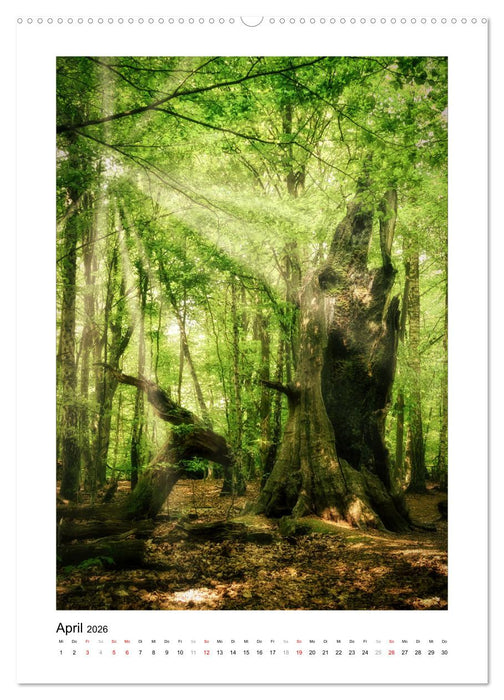 Märchenhaft mystisch (CALVENDO Premium Wandkalender 2026)