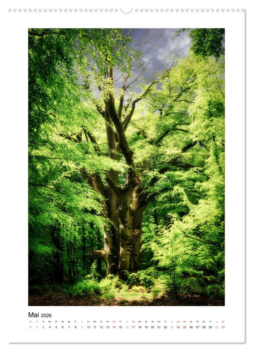 Märchenhaft mystisch (CALVENDO Premium Wandkalender 2026)