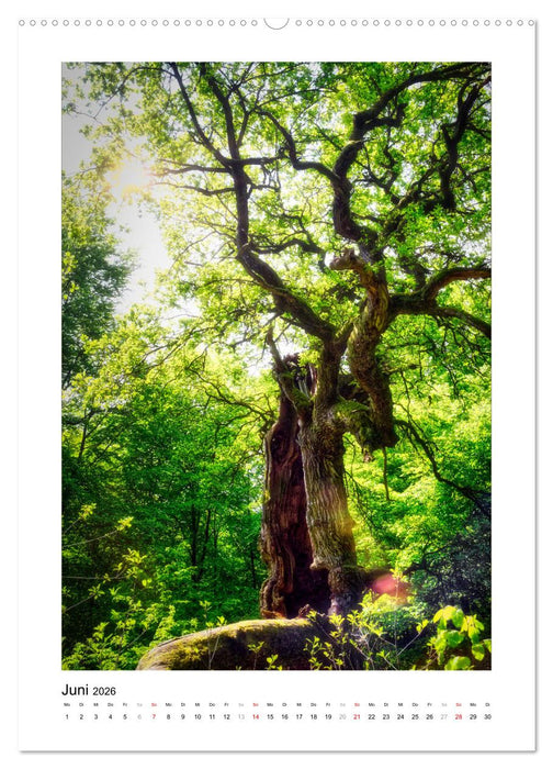 Märchenhaft mystisch (CALVENDO Premium Wandkalender 2026)