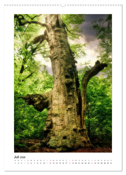 Märchenhaft mystisch (CALVENDO Premium Wandkalender 2026)