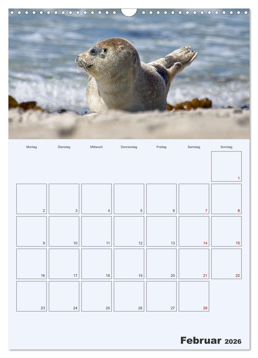 Wildes Leben auf Helgoland (CALVENDO Wandkalender 2026)