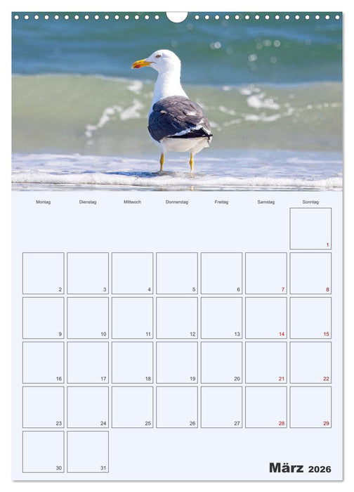 Wildes Leben auf Helgoland (CALVENDO Wandkalender 2026)