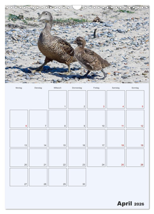 Wildes Leben auf Helgoland (CALVENDO Wandkalender 2026)