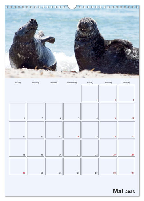 Wildes Leben auf Helgoland (CALVENDO Wandkalender 2026)