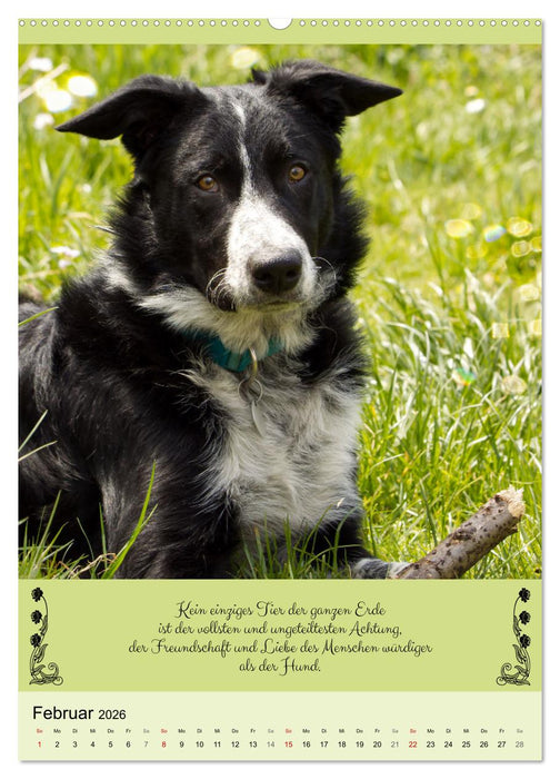 Buntes Tierleben (CALVENDO Premium Wandkalender 2026)