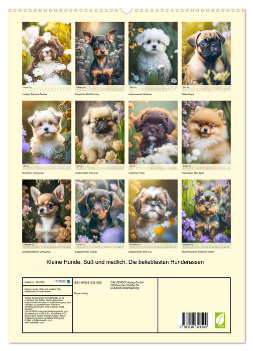 Kleine Hunde. Süß und niedlich. Die beliebtesten Hunderassen (CALVENDO Premium Wandkalender 2026)