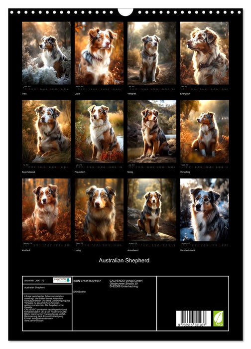 Australian Shepherd (CALVENDO Wandkalender 2026)
