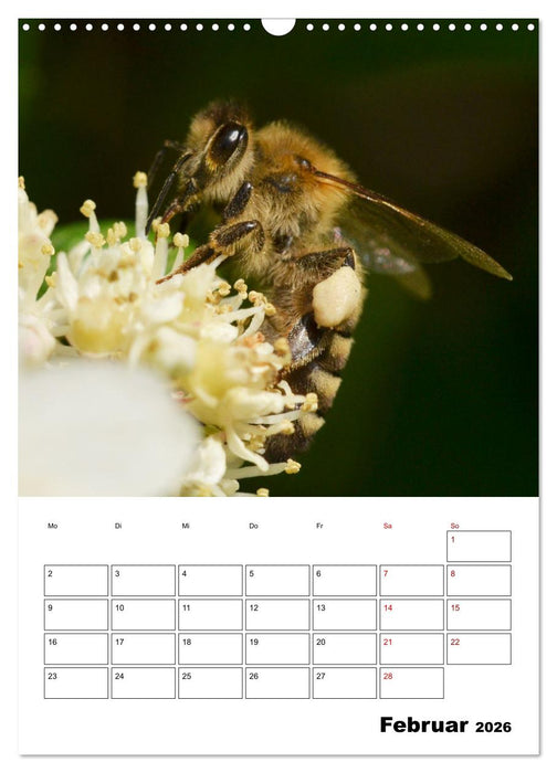 Hummeln und Bienen Terminplaner (CALVENDO Wandkalender 2026)