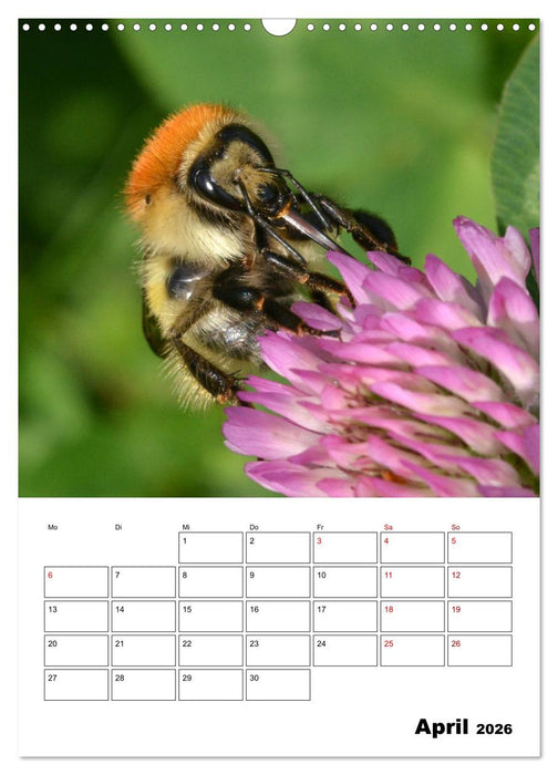 Hummeln und Bienen Terminplaner (CALVENDO Wandkalender 2026)