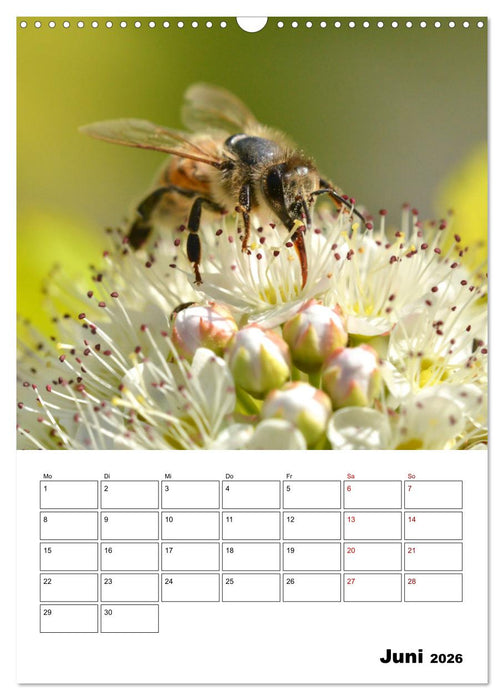 Hummeln und Bienen Terminplaner (CALVENDO Wandkalender 2026)