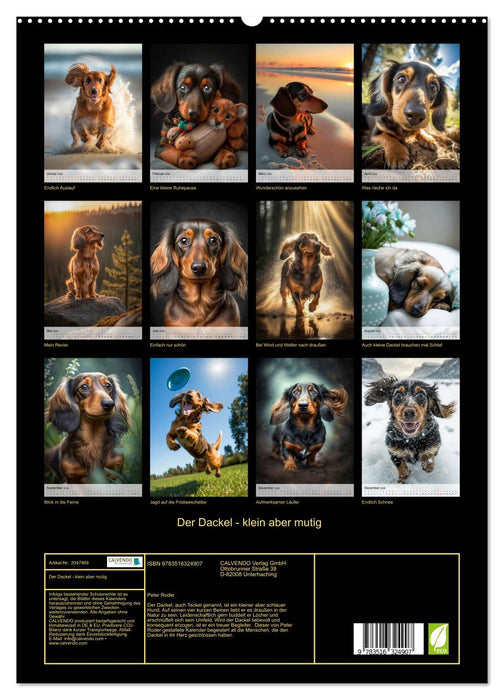 Der Dackel - klein aber mutig (CALVENDO Premium Wandkalender 2026)
