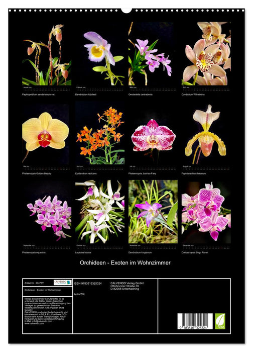Orchideen - Exoten im Wohnzimmer (CALVENDO Premium Wandkalender 2026)