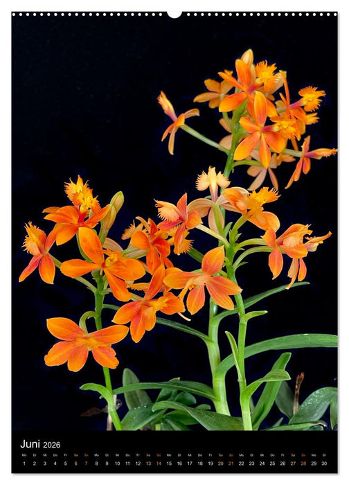 Orchideen - Exoten im Wohnzimmer (CALVENDO Premium Wandkalender 2026)