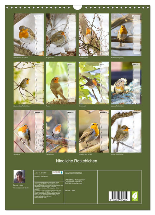 Niedliche Rotkehlchen (CALVENDO Wandkalender 2026)