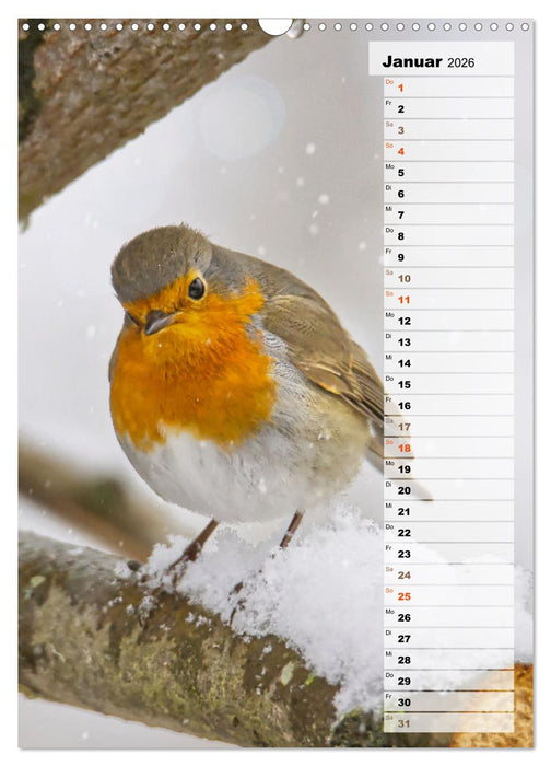 Niedliche Rotkehlchen (CALVENDO Wandkalender 2026)