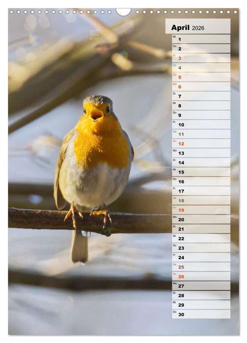 Niedliche Rotkehlchen (CALVENDO Wandkalender 2026)