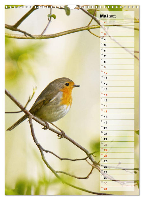Niedliche Rotkehlchen (CALVENDO Wandkalender 2026)