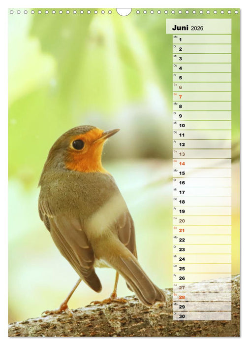 Niedliche Rotkehlchen (CALVENDO Wandkalender 2026)