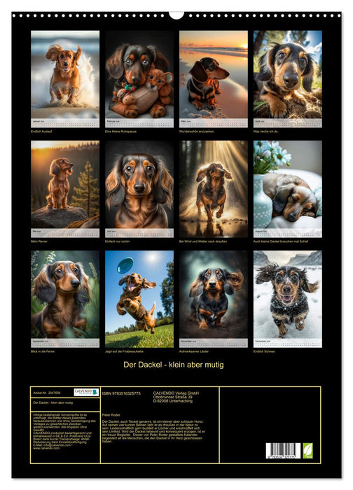 Der Dackel - klein aber mutig (CALVENDO Wandkalender 2026)