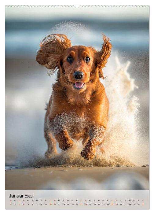 Der Dackel - klein aber mutig (CALVENDO Wandkalender 2026)