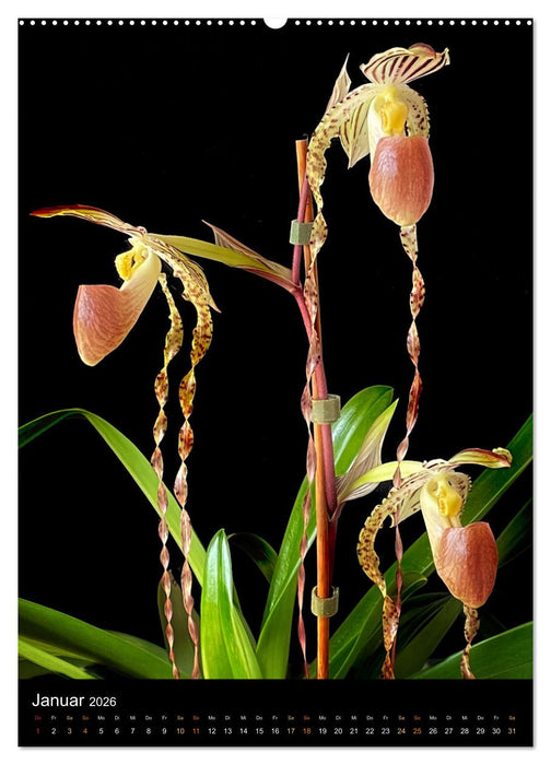 Orchideen - Exoten im Wohnzimmer (CALVENDO Wandkalender 2026)
