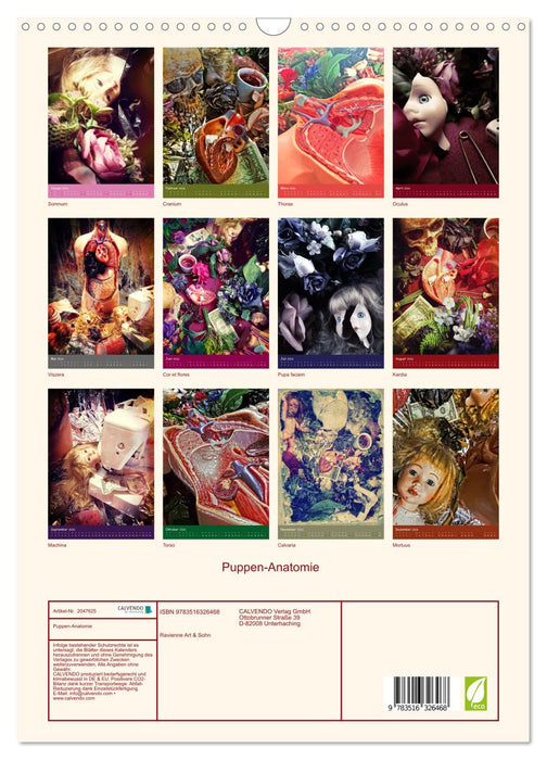 Puppen-Anatomie (CALVENDO Wandkalender 2026)